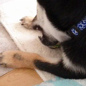 ピーピーボール40分の画像