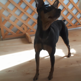 オモチャのチャチャチャ✨　少人数予約制ペットホテル　ＡＤＣ ＣＯＺＹの画像