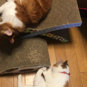 またたび効果の画像