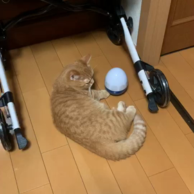 猫がいる・幸せの画像