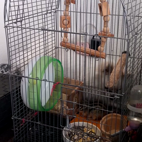 仲良し　リスとワンコの画像