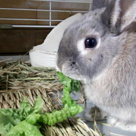 サンチュ♡Love♡の画像