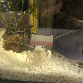 ザリガニくん　おはようございますの画像