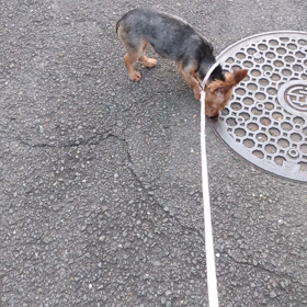 　早朝散歩の画像