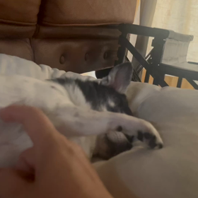 もーちゃん撫でろのエンドレスの画像