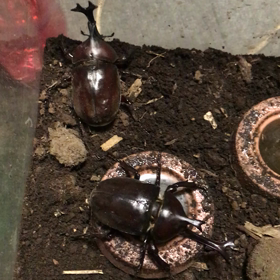 今先程、公園にて、カブトムシが1  匹いましたので、捕まえて、の画像