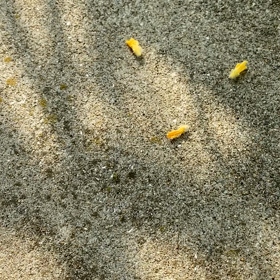 ティーダは、きゅうりの花が好きなんや(*^^*)の画像