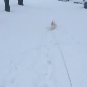 ウメ復活の画像