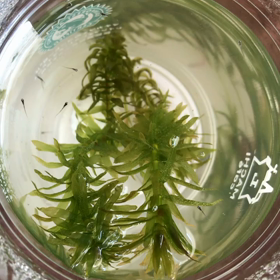 メダカの赤ちゃん 成長記 ①の画像