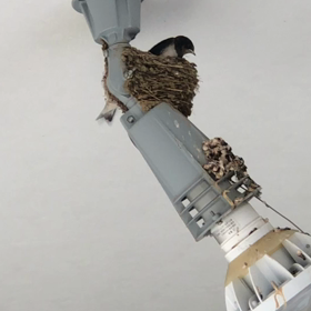 ツバメのヒナ　3羽でしたの画像