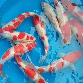 写真撮りの画像