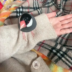 ぴーちゃんに会いたいの画像