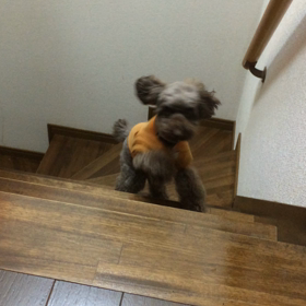 うれしいにちがいないの画像