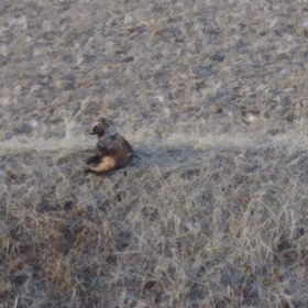 たぬ吉くん☆の画像