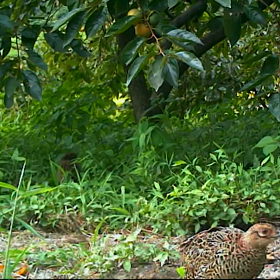 すぎぴたんの事件簿シーズン２　２０話の画像