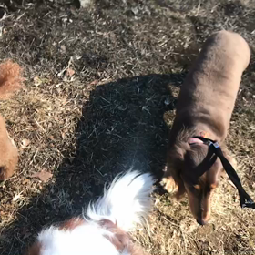 ♪お散歩動画♪代々木公園♪の画像