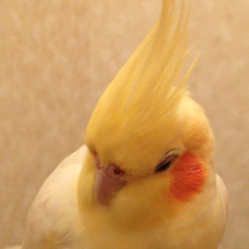 初 ‼︎ 動くマシュマロ♡の画像