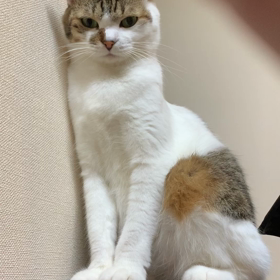 暇つぶしは猫にかぎるその②の画像