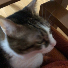 コロナ感染から、1週間。カロナールは…デールちゃん何？の画像