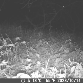 すぎぴたんの事件簿シーズン3　412話（カメラが気になる！タヌキ）の画像