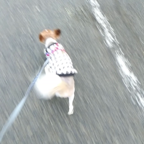 お泊まり　さすけくん、こうめちゃんの画像