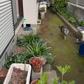 ３月　　千葉県　　失踪から３日目無事に保護の画像