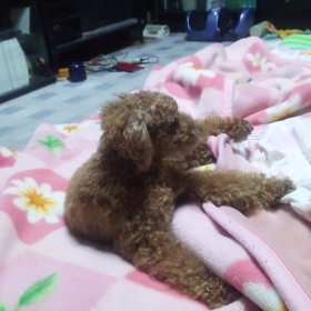 昨日の愛犬の画像