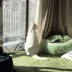 振り返ってあくびするシロの画像