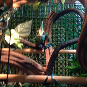 今日も喰われるコオロギ❢の画像