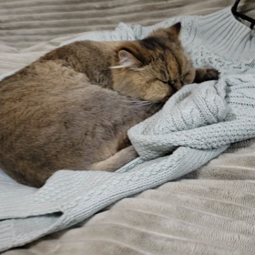 ニットの続きの画像