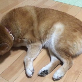 今のはな。の画像