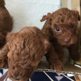 おはようございます！ショコラの赤ちゃん元気！の画像