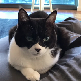 女の子はおしゃまなのは猫も同じ気がするの画像