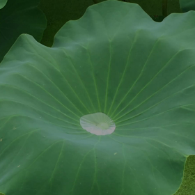 幸せや美しさは   自分の中に在る。。。の画像