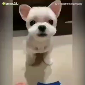 お洒落なワンちゃん…♡♪の画像