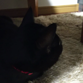 クラッキング(=^ェ^=)の画像