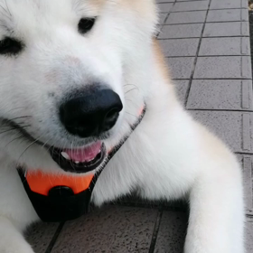 昼間は暑くなってきて未来丸には辛い日が続きそう。夏に強い飼い主とは真逆。それでも今朝外はひんやの画像