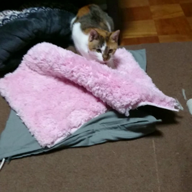 花ちゃんだって遊びたい(T-T)の画像