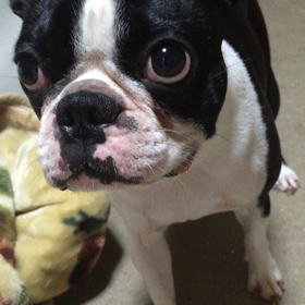 のせるのではなくかむの画像