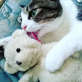 * わたちのくまたん☆の画像