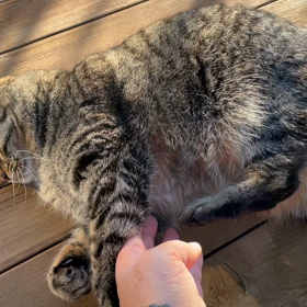 お腹はダメ〜の画像