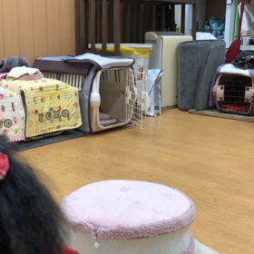 プリン編。の画像