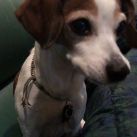 夜の福プクの画像