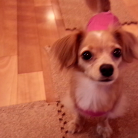 大きなボールの画像