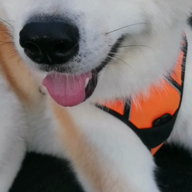 天気予報おお外れで☔無し半袖ては寒いくらいの涼しい散歩日和の早朝‼️さあルンルン散歩出発の画像