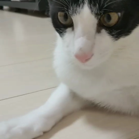 2020年は、新しい楽しみが出来ました♫の画像