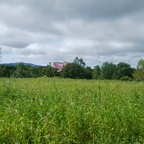 鳥よけカイトの画像