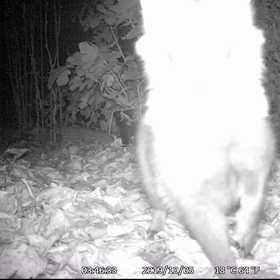 すぎぴたんの事件簿　シーズン２　１０５話の画像