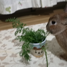 まるでバキュームカーの画像