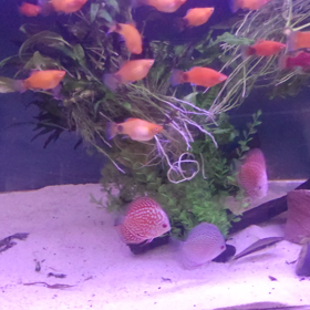 ディスカス入荷の画像